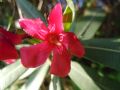 Nerium oleander